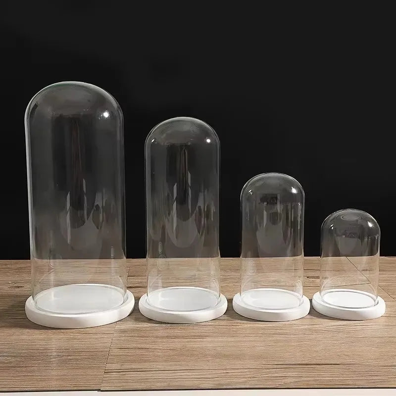 cloches verre transparentes moderne base bois blanc antipoussiere boite exposition 20cm diametre