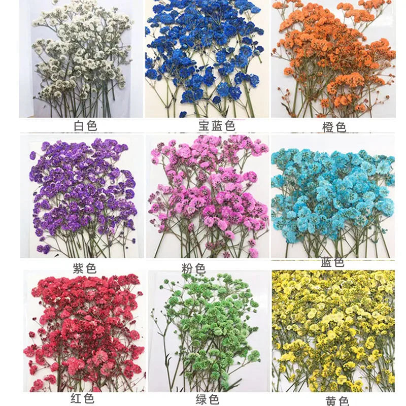 fleurs séchées kit 120 pièces variées blanc bleu orange violet rose rouge vert jaune