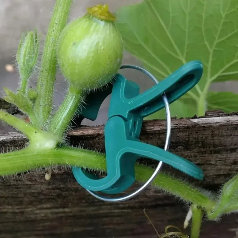 pinces végétaux support plantes serre clips verts plastique robustes fixations tomates légumes 3cm 4.5cm