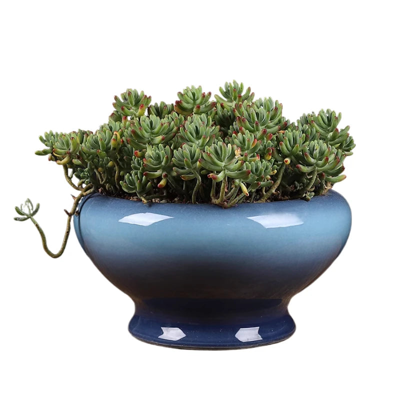 Un arrangement de succulentes verdoyantes dans un beau pot de couleur bleu foncé.