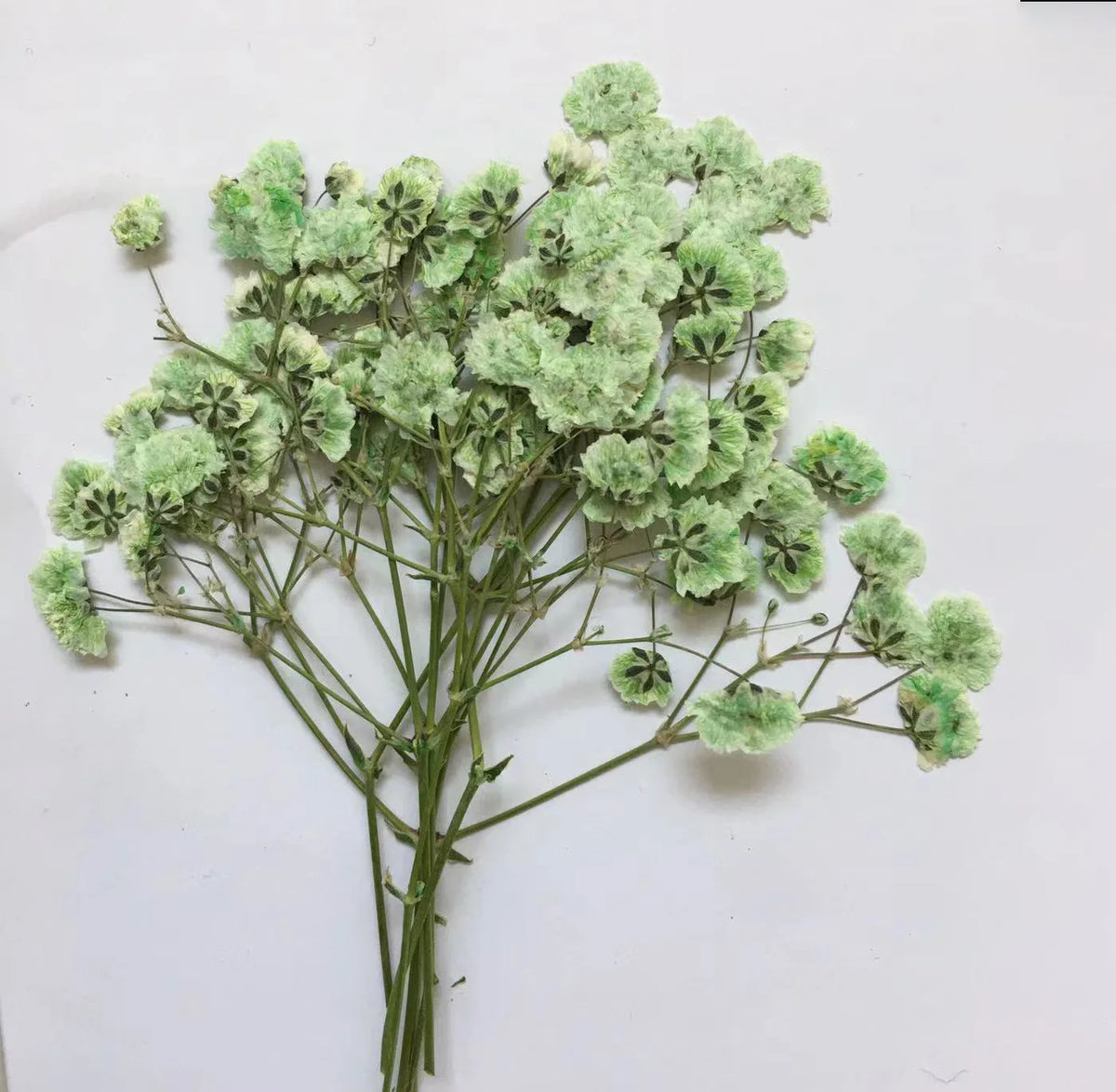 fleurs séchées kit 120 pièces variées blanc bleu orange violet rose rouge vert jaune