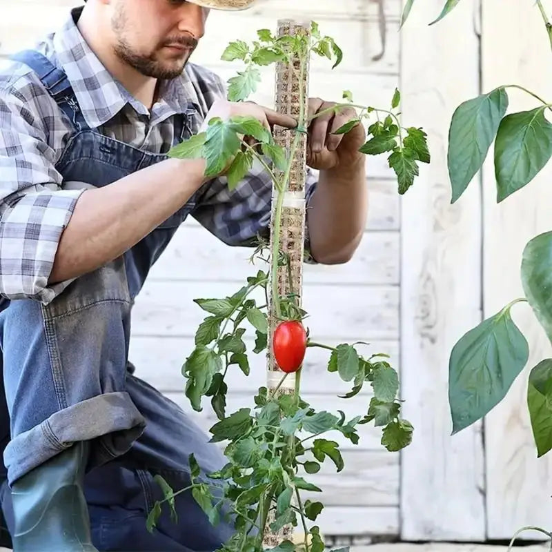 support plantes grimpantes mural blanc moderne vert noir fixe pointe métallique fonctionnelintérieur organisateuraccueilaccessoiremaison