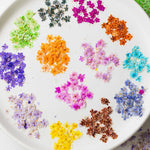 fleurs séchées naturelles bleu vert orange rose violet jaunes fleurs simples décoration diy bijoux