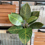 décoration intérieure plante verte artificielle feuilles soie moderne rayées 40cm 32cm blanc rose