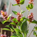 décoration intérieure moderne plante artificielle soie lavande fleurs vertes violette roses 75cm