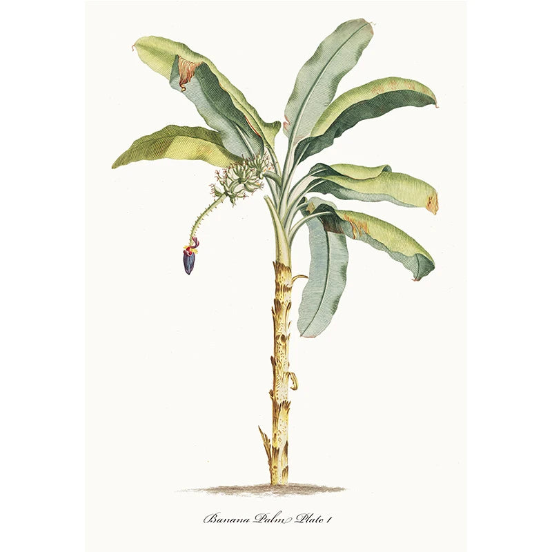 affiche botanique classique plantes tropicales illustration verte jaune blanche sans cadre doré maison décoration