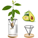 Kit germination avocat vase verre transparent support métallique soucoupe bois plante feuilles vertes cactus
