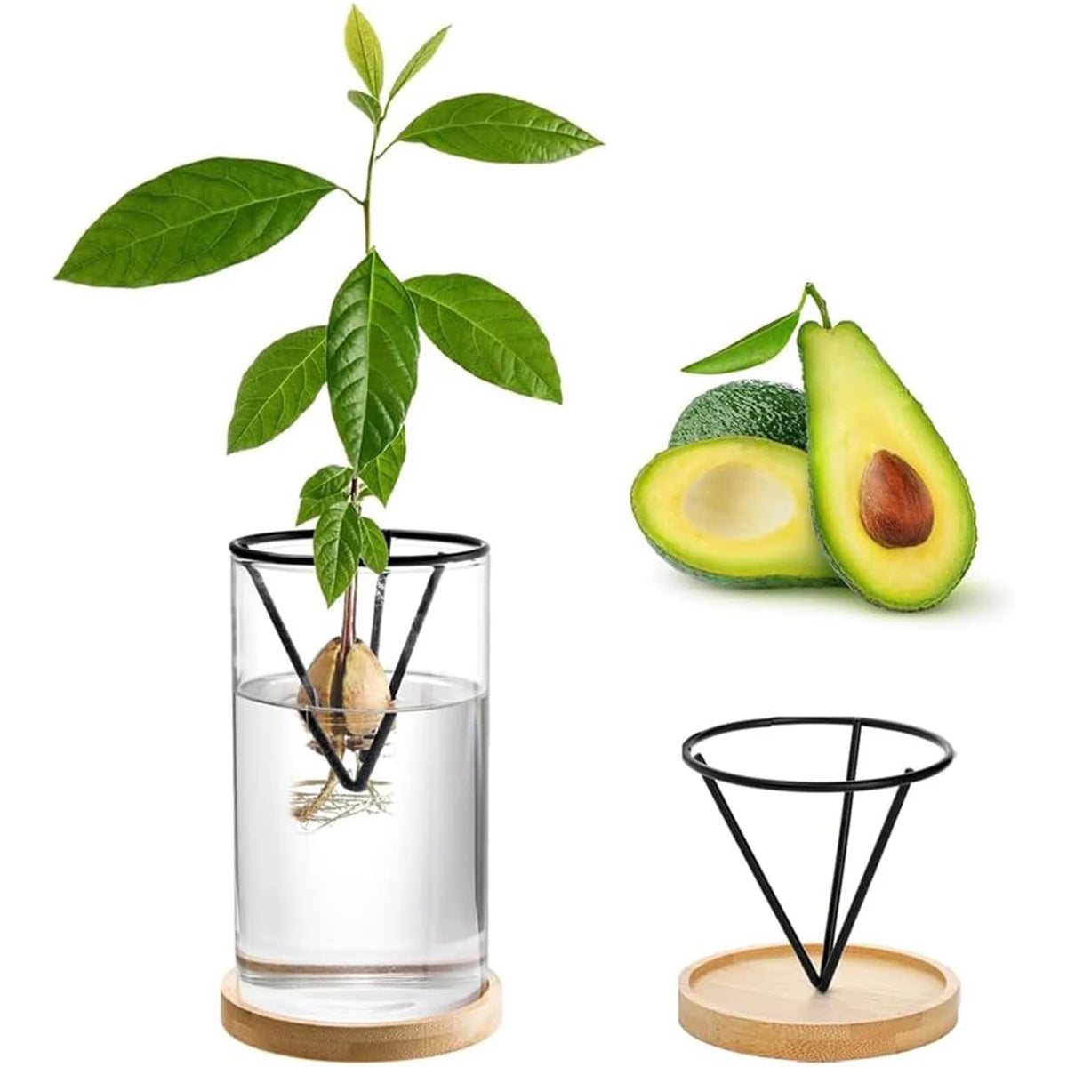 Kit germination avocat vase verre transparent support métallique soucoupe bois plante feuilles vertes cactus