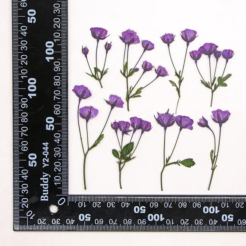 fleurs séchées rouge rose violet bleu jaune feuilles vertes décoration maison scrapbooking diy