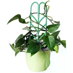 supports plante grimpante treillis feuilles vintage pots verts tiges fixantes aménagement serre