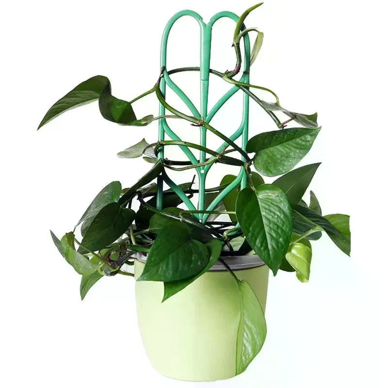 supports plante grimpante treillis feuilles vintage pots verts tiges fixantes aménagement serre