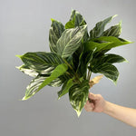 plantes artificielles vertes moderne feuilles tortue decoration maison bureauextérieur hautequalite