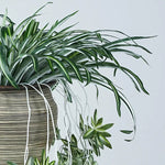 plantes artificielles vertes pots ceramique decoratives feuilles rayees intérieur decoration maison six pieces