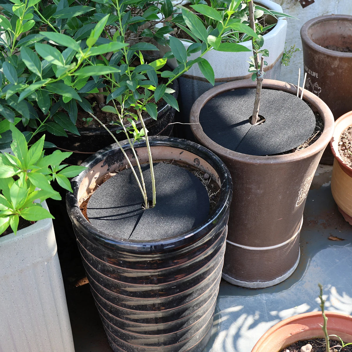 anneaux protection racines plantes noirs adhésifs texture rugueuse uv résistants pratique utilitaire jardins