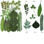 Kit de 21 fleurs séchées pressées en résine époxy pour sous-verres DIY