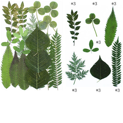 Kit de 21 fleurs séchées pressées en résine époxy pour sous-verres DIY