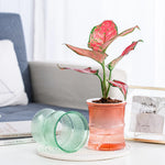 pot plantes moderne bleu vert rose rayures horizontales autoarrosant plante