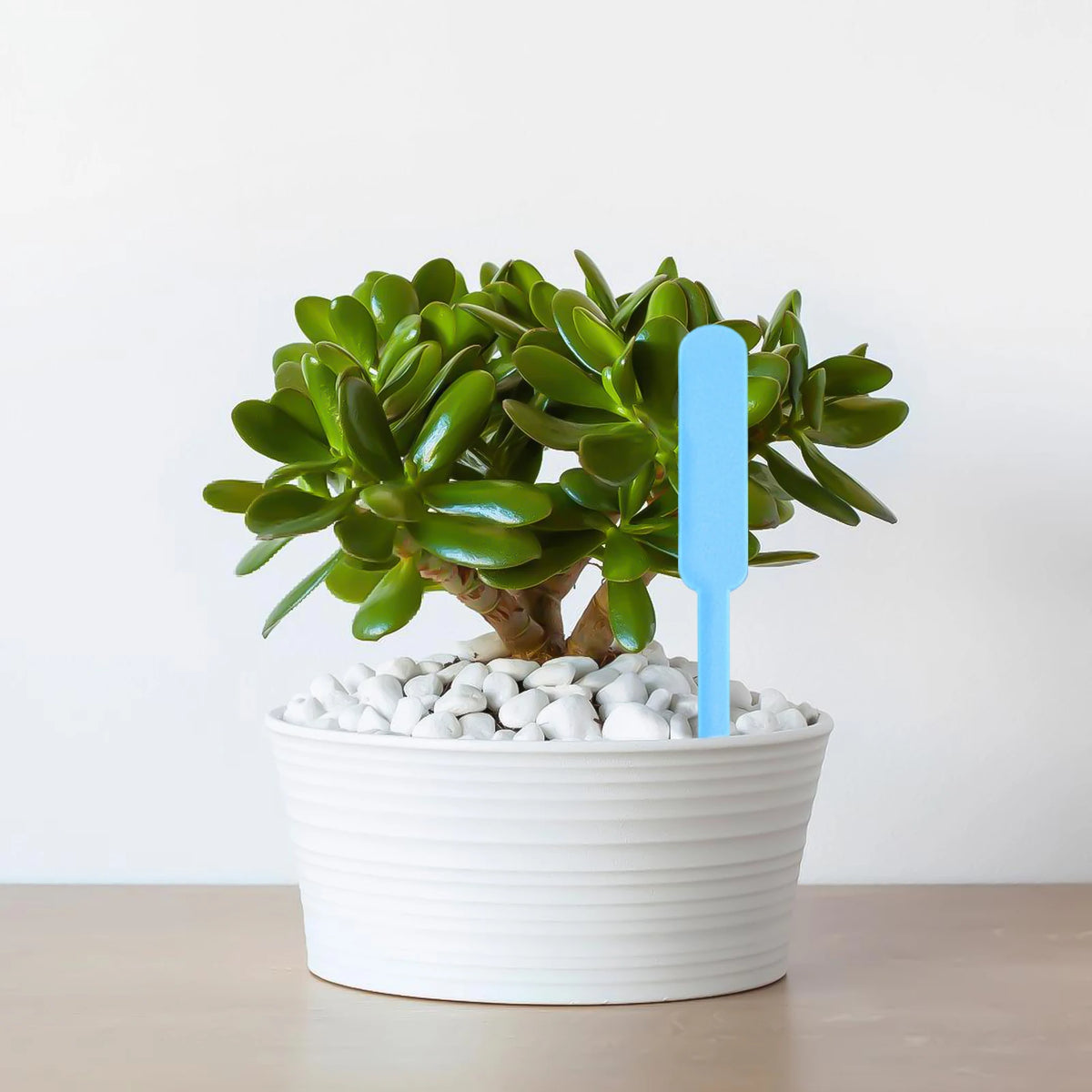 spatule moderne opaque couleur bleu violet blanc jaune orange verte plastique pp jardin cuisineoutil