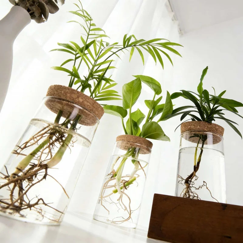 pot plantes transparent moderne plante verte bouchon liège décoration minimaliste