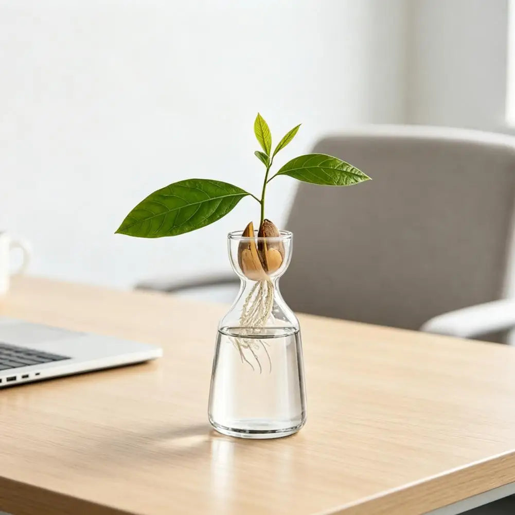 vase transparent moderne plantes hydroponie culture avocat intérieur simplePropagation fleurs maisonDecoration