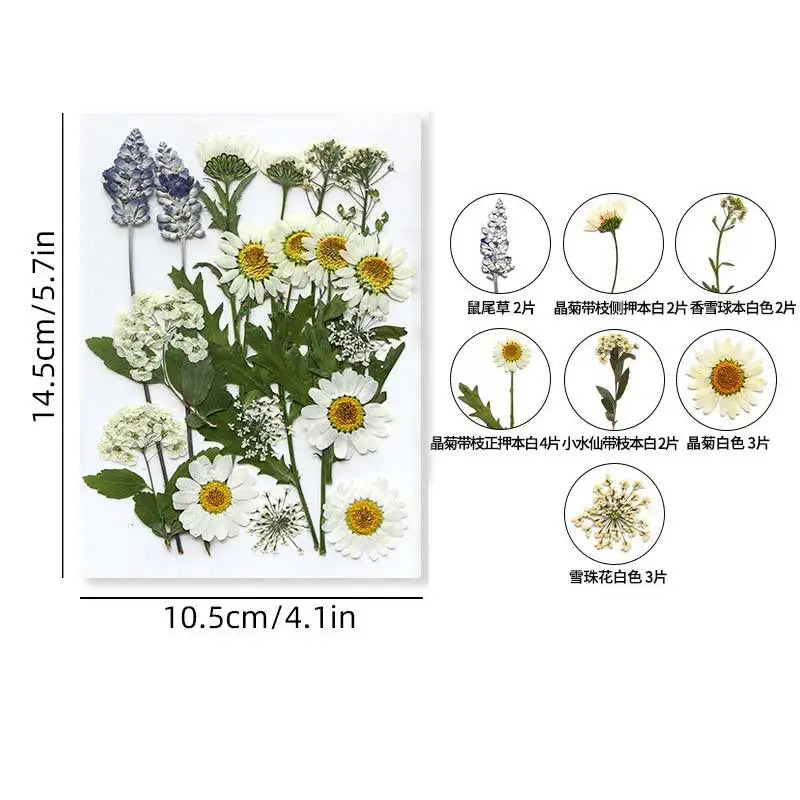 fleurs séchées violet bleu rose jaune naturelles décoration maison intérieur variés différents