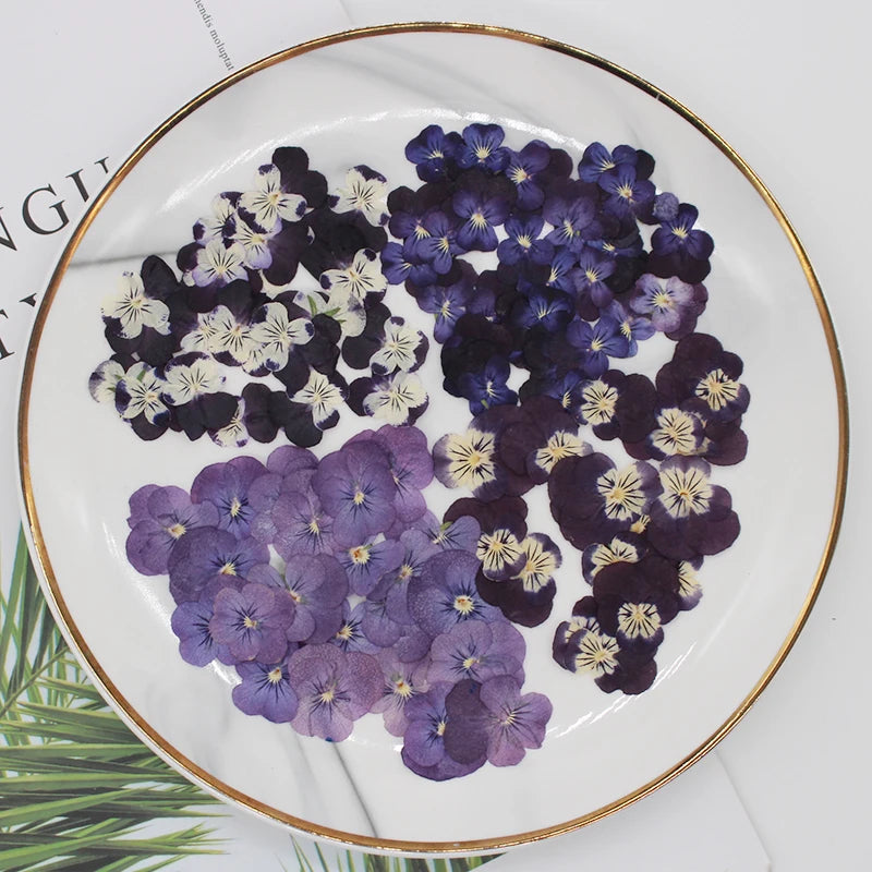 fleurs séchées violettes jaunes décoratives bricolage résine bijoux étui téléphone maquillage pétale simple naturel