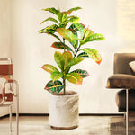 décoration extérieure plante artificielle arbre banyan feuilles colorées moderne pot céramique blancextérieur exposition soie