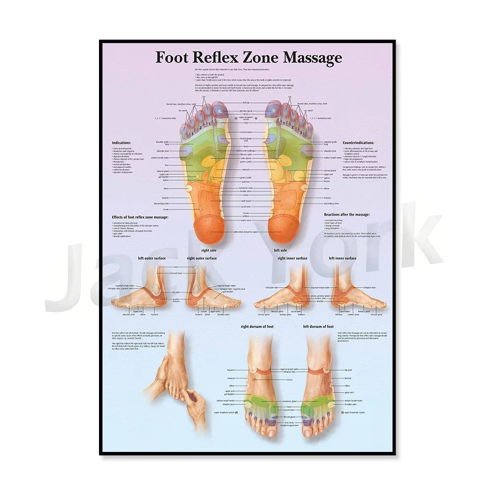 Ce poster illustre le concept du massage de la zone réflexe des pieds, détaillant les différentes zones du pied et leurs effets, indications et contre-indications.