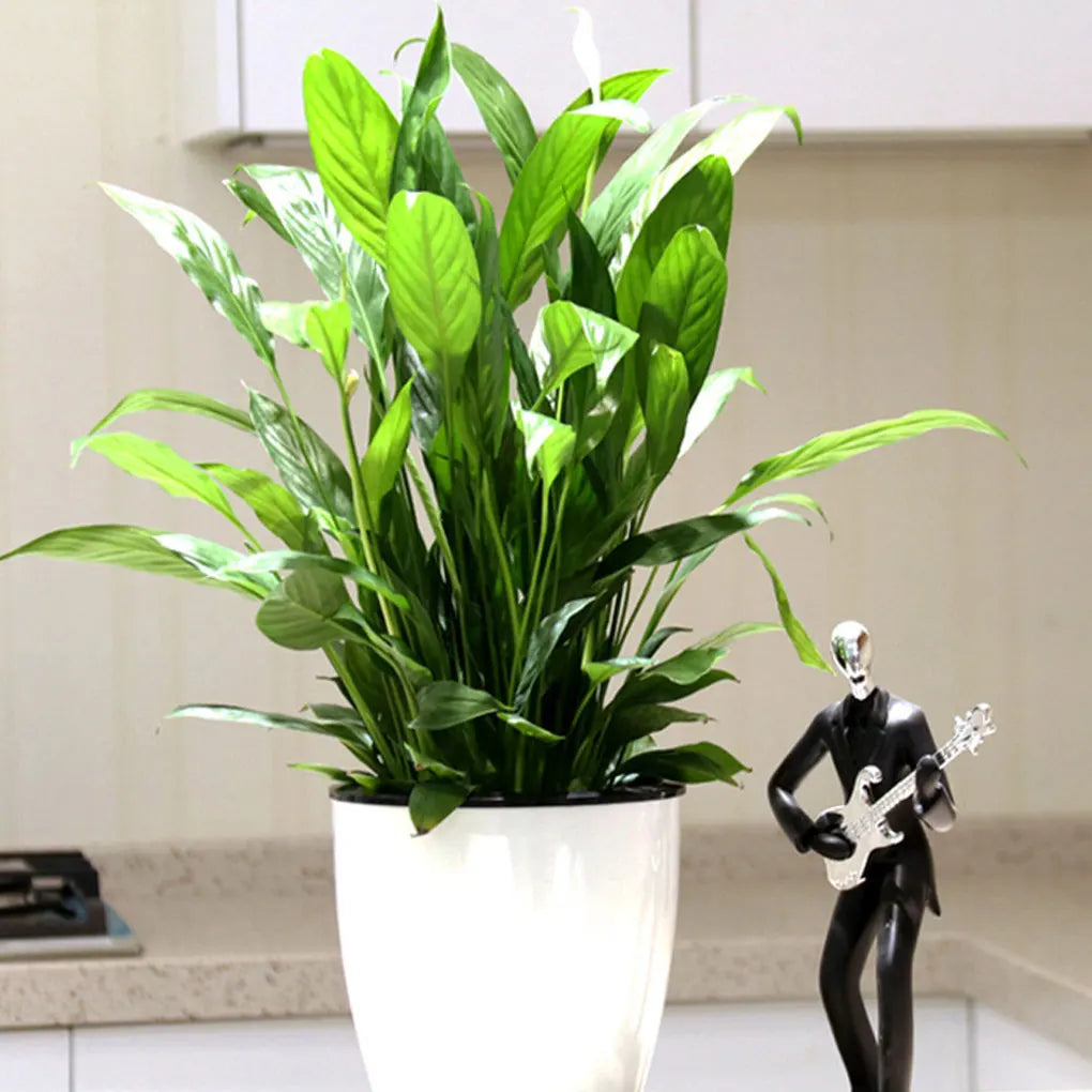 pots plantes auto arrosage blanc noir moderne poignées grille drainage 11 13 18cm