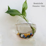 vase transparent moderne verre plante racines intérieur décoration hydroponique fleur