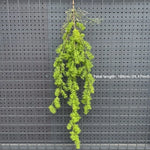 plantes suspendues vigne feuilles vertes rustiques extérieures accrochées naturellement exposéesextérieur decoration