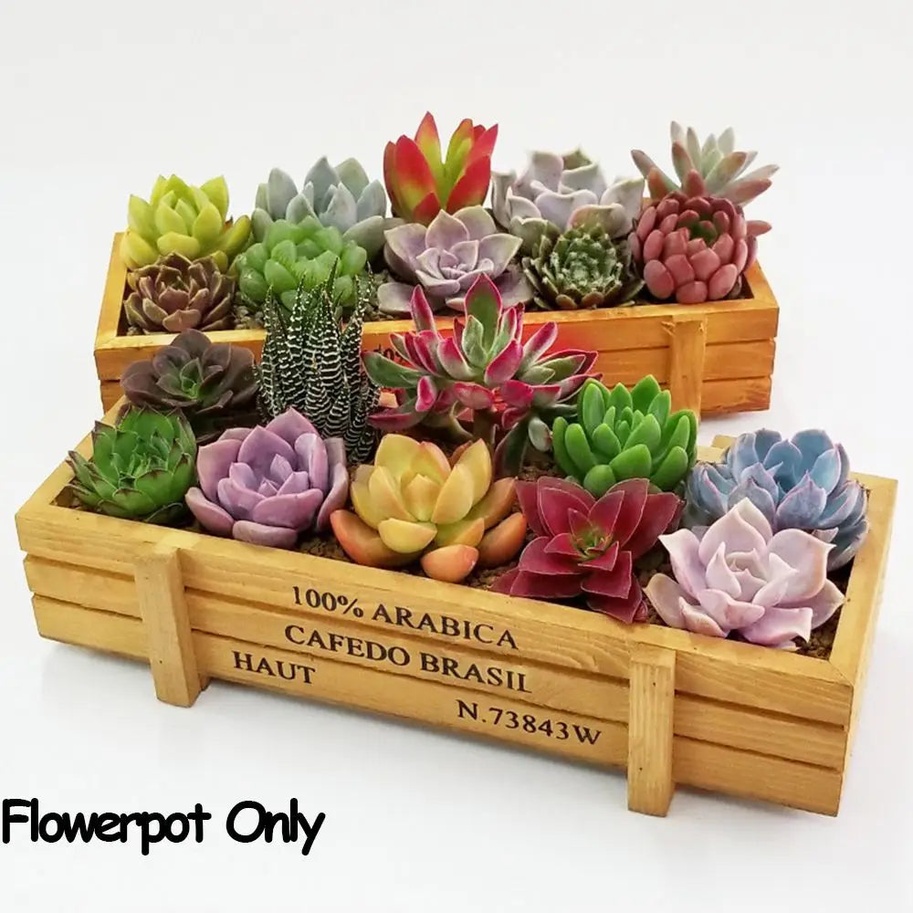 bac fleurs bois naturel bleu rustic plateaux poterie plante succulente seeds petits cailloux