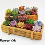 bac fleurs bois naturel bleu rustic plateaux poterie plante succulente seeds petits cailloux