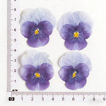 fleurs pressées violettes jaunes oranges decoration moderne assiette decoupe anniversaire intérieur maison