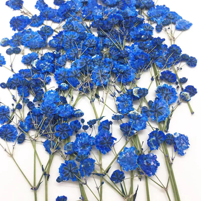 fleurs séchées kit 120 pièces variées blanc bleu orange violet rose rouge vert jaune