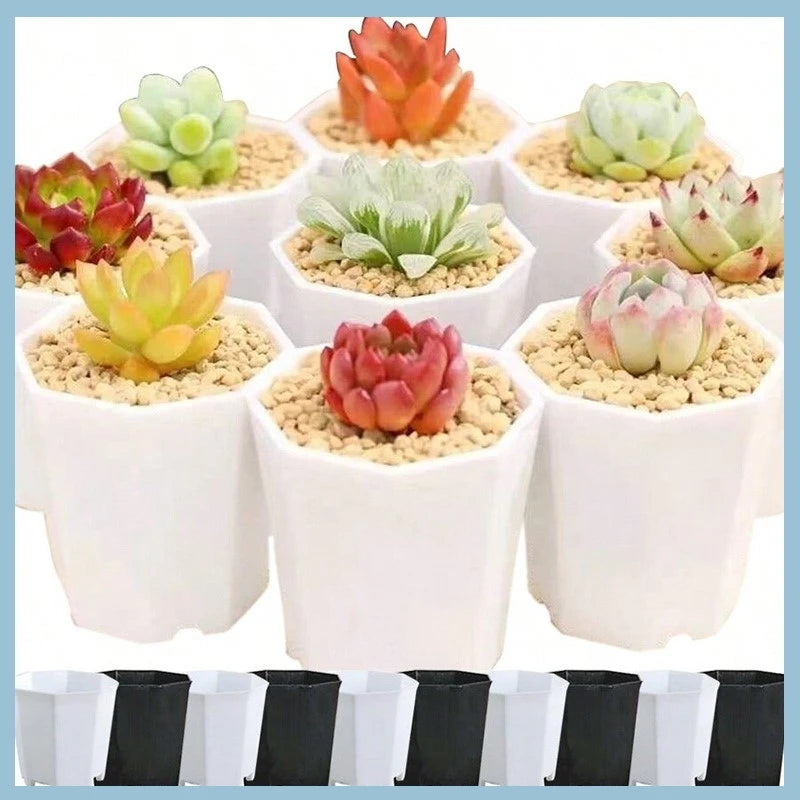 Pots semis hexagonaux blancs translucides bacs pépinière moderne plantes intérieur extérieur pièces