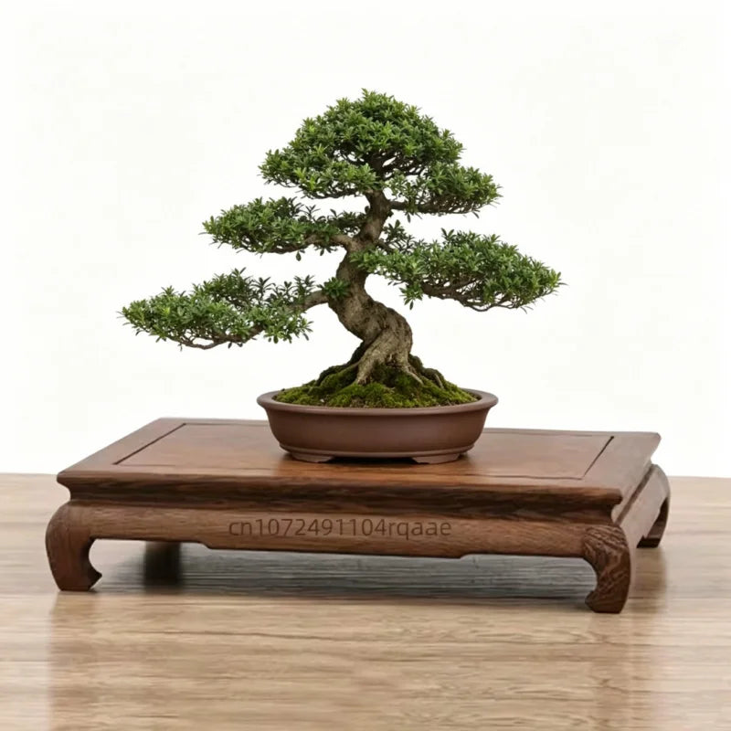 support présentation bois marron sculpté ming simple décoration plantes vases thé crafts display stand