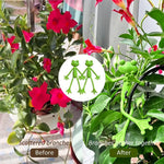 support plante forme grenouille vert adhésif moderne stable jardin intérieur extérieur plastique