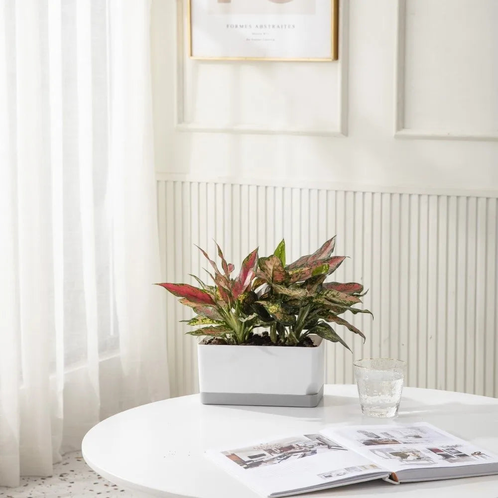 cache pot moderne blanc bleu clair uni opaque adhésif intérieur fleuri verte simple