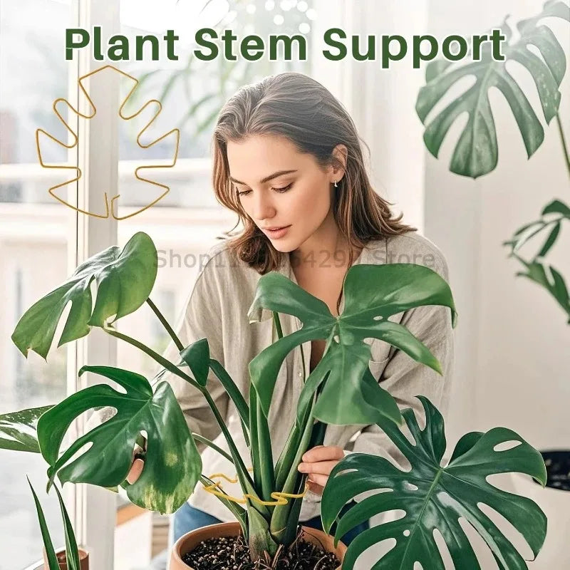 Support tiges plantes or spirale moderne fixations adhésives grandes plantes intérieures pothos philodendron monstera