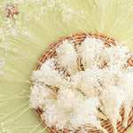 fleurs séchées blanches mini bouquet 50 pièces décoration naturelle artisanale maison mariage