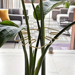 support plante spirale vert moderne adhésif petite grande robusteextérieurintérieur