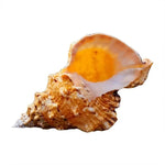 coquillage naturel orange texture rustique décoration intérieure support bois beige animal compagnie moderne