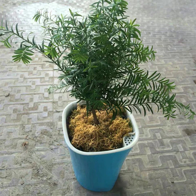 pots plante moderne mini blanc vert bleu solide unisexe opacité décoration intérieure jardin fleurs