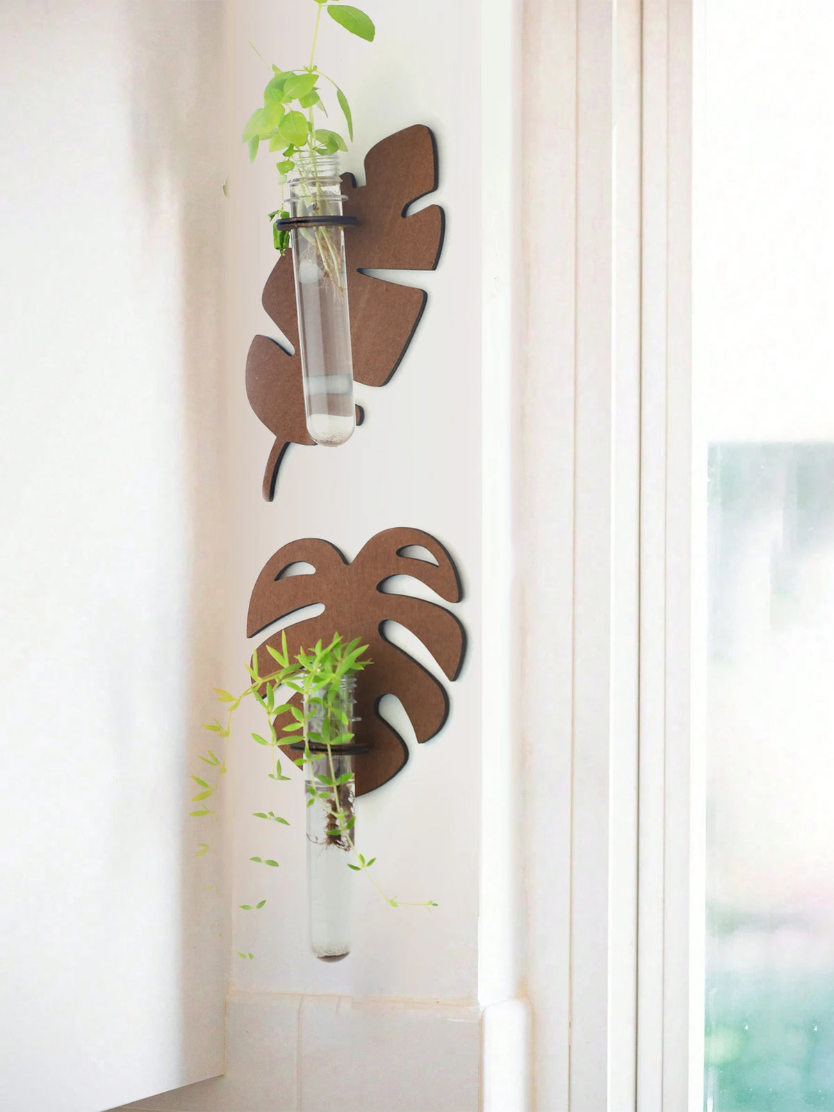 Support mural moderne feuille Monstera clips métalliques plante verte tube verre transparent chambre salon