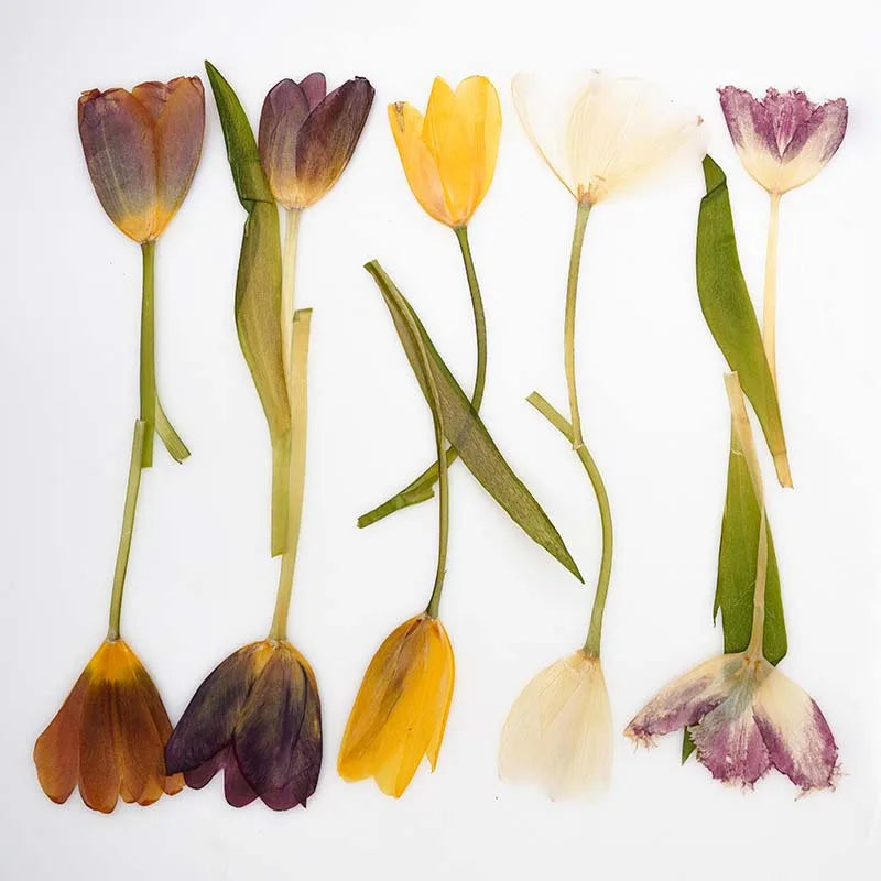 fleurs séchées tulipes violet jaune blanc orange décoration maison naturelle intérieur anniversaire mariage