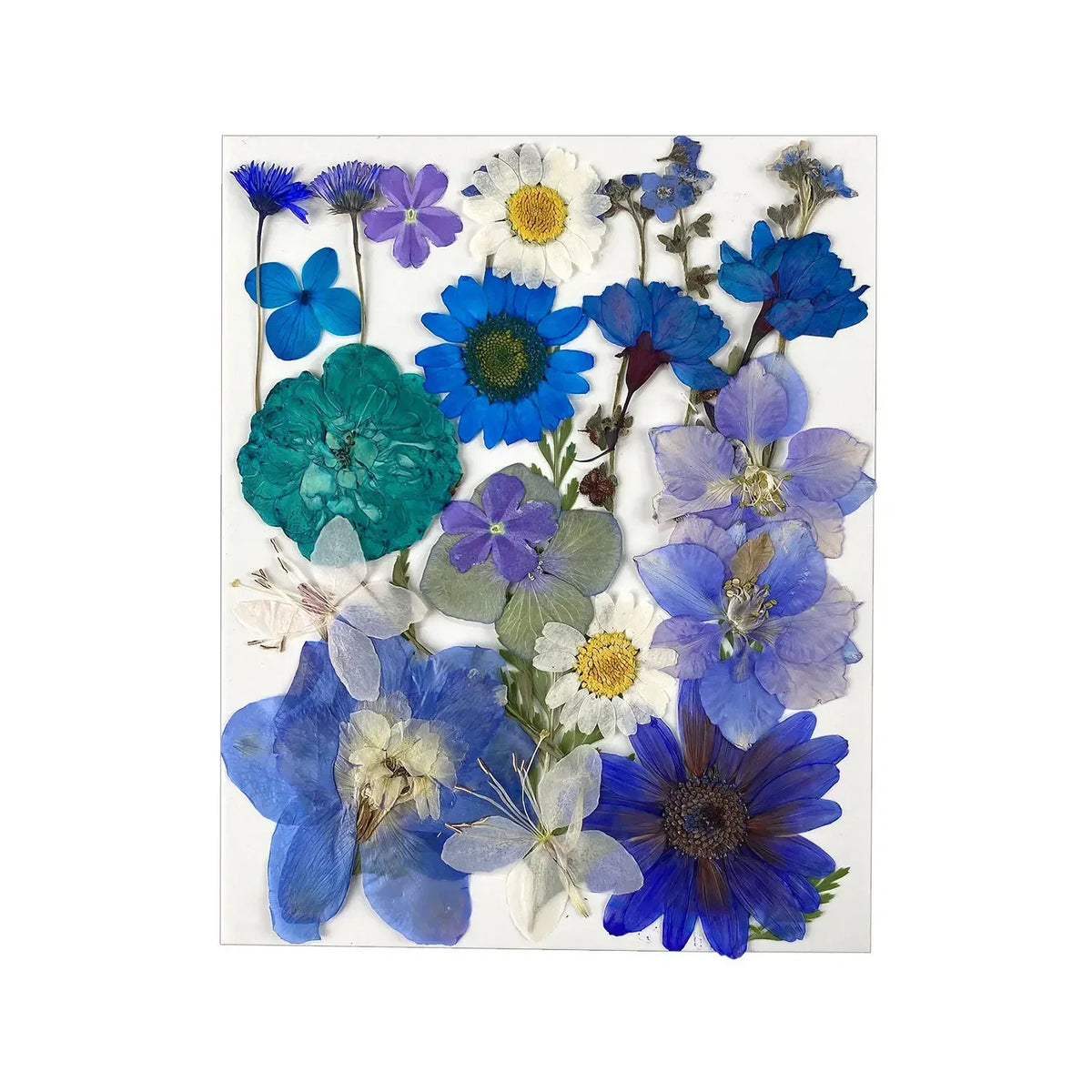 fleurs séchées naturelles bleu blanc rouge violet jaune vert décoration maison intérieur anniversaire