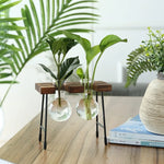 vase verre transparent support bois industriel moderne plante hydroponique décoration intérieure minimaliste