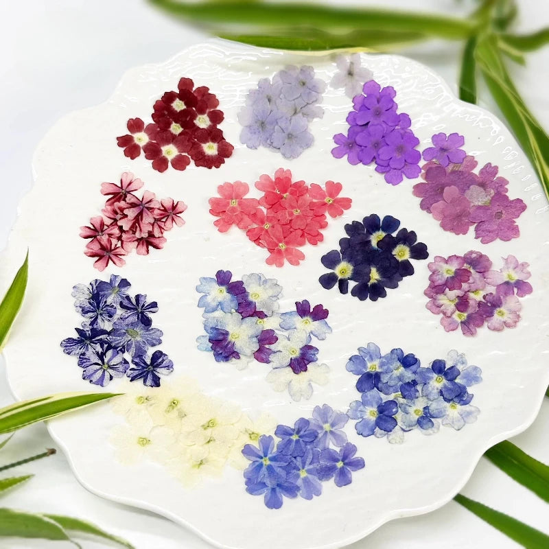 fleurs séchées violet rose blanc décor maison DIY craft nail art maquillage artisanales kit