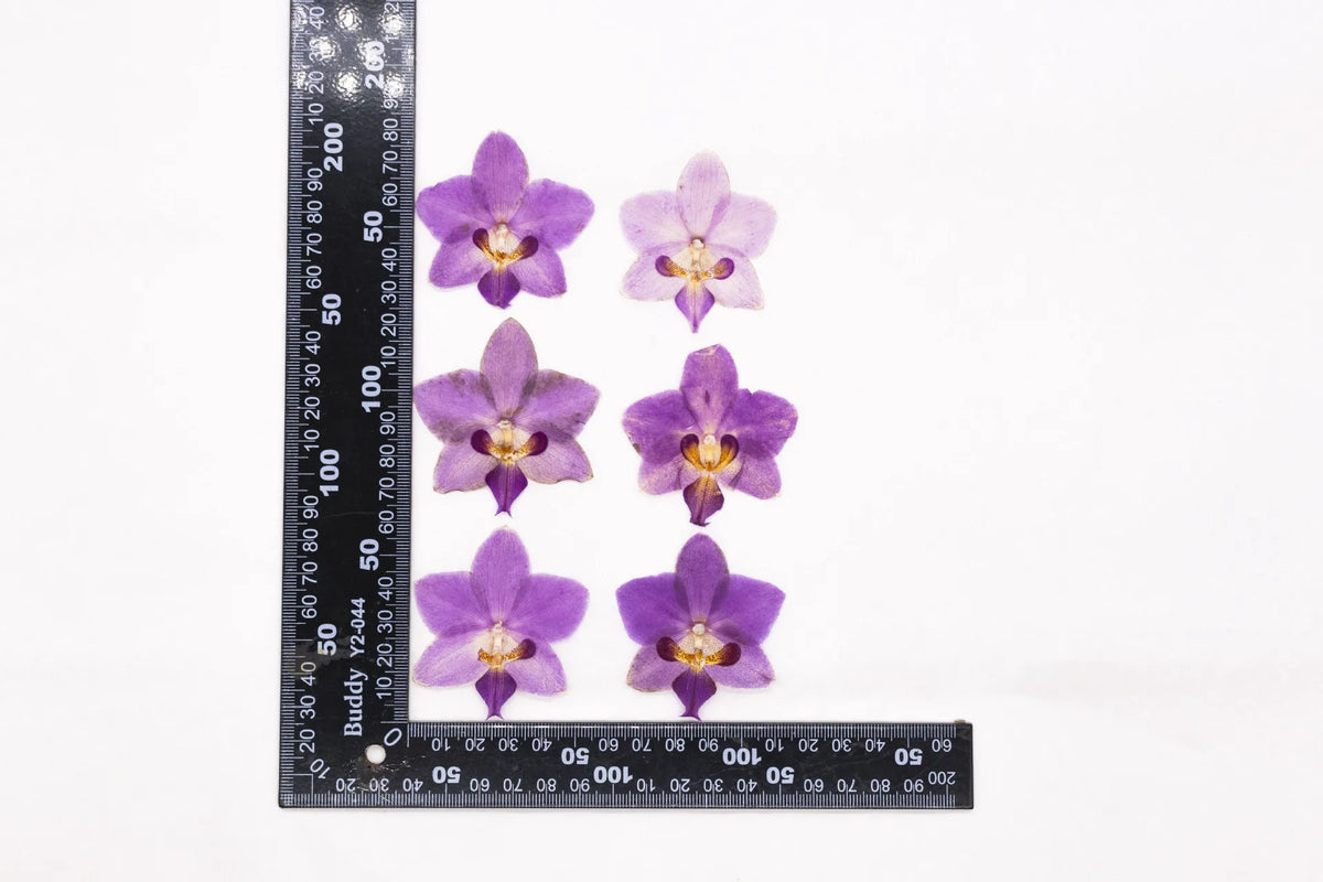 fleurs séchées phalaenopsis violettes blanches jaunes naturelles décoration artisanale intérieur